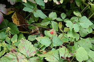 Wald-Erdbeere Bowle