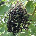 Fruchtstand Schwarzer Holunder, Holunder, Heilpflanze