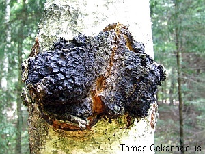 Chaga (Inonotus obliquus/Fungus betulinus) – ein medizinischer Pilz