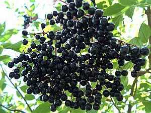 Schwarzer Holunder (Sambucus nigra) – eine alte Heilpflanze
