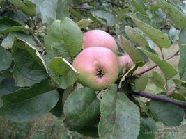 Apfel (Malus) – eine alte Heilpflanze