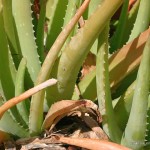 Echte Aloe Curacao-Aloe Wüstenlilie