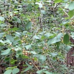 Faulbaum Heilpflanze